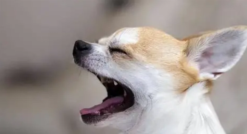 狗狗吠叫原因 狗狗吠叫原因