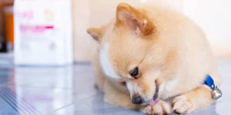 狗血尿原因 狗血尿原因