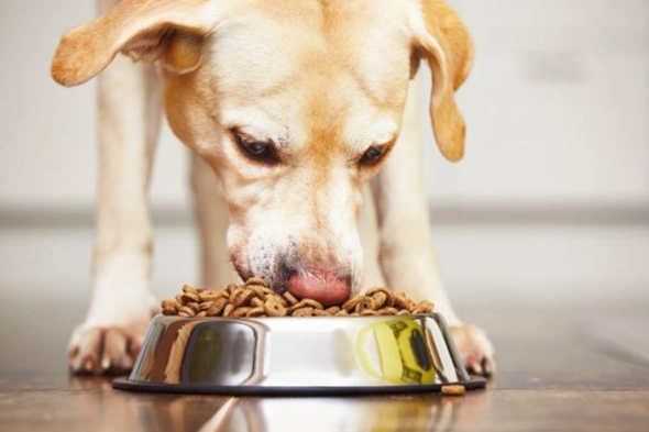 狗狗食量計算