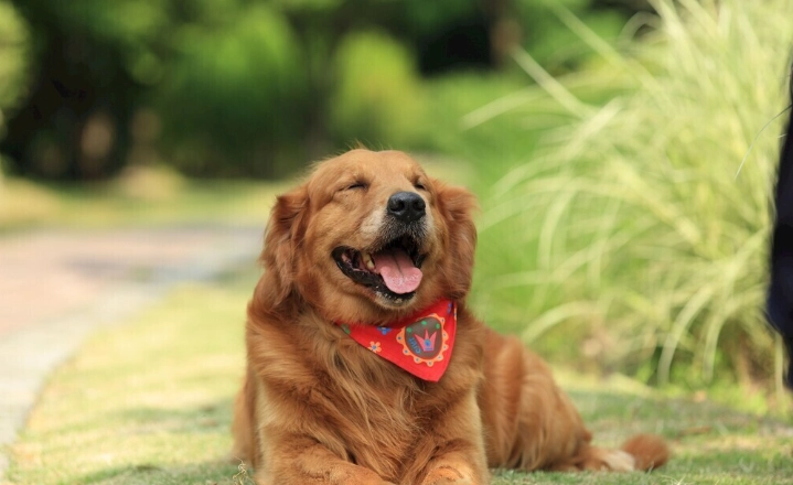 狗狗大便有蟲 狗狗大便有蟲