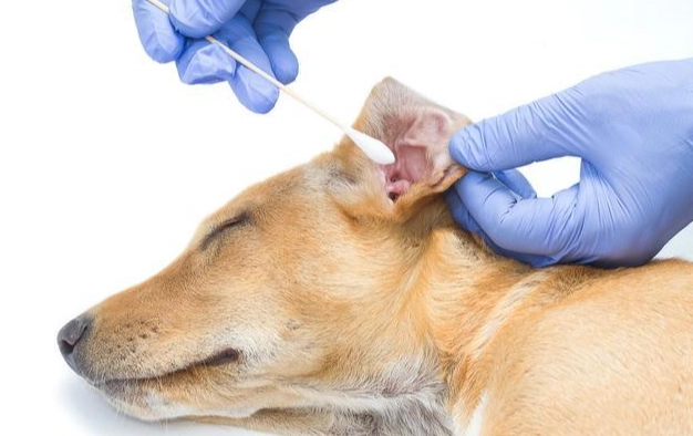 狗狗耳朵清潔頻率 狗狗耳朵清潔頻率