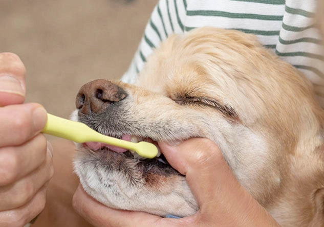 狗牙周病 狗牙周病