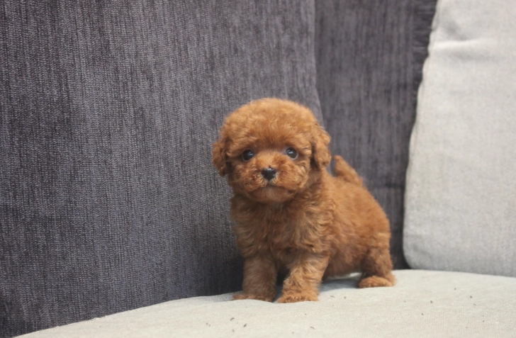 貴賓犬類型 貴賓犬類型