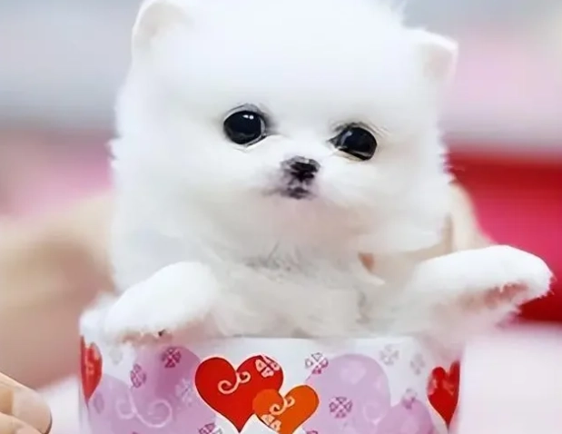 茶杯貴賓價格 茶杯貴賓價格