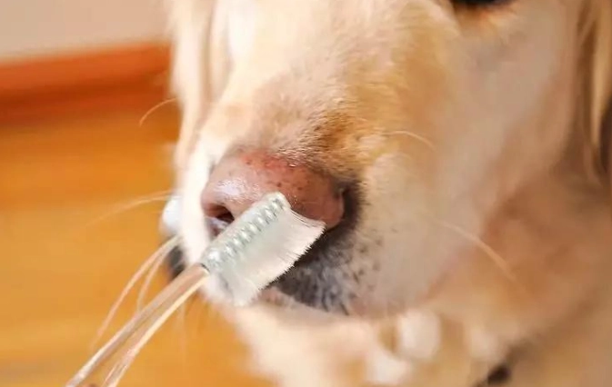 狗狗刷牙牙膏 狗狗刷牙牙膏