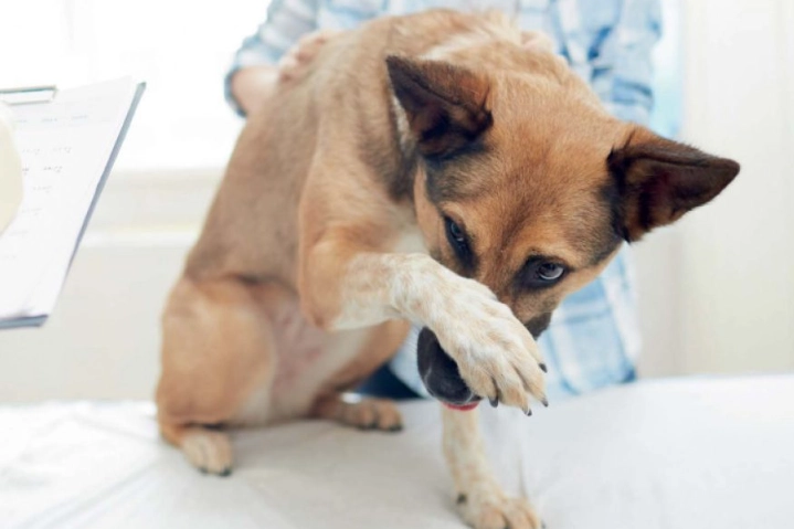 狗狗耳朵治療 狗狗耳朵治療