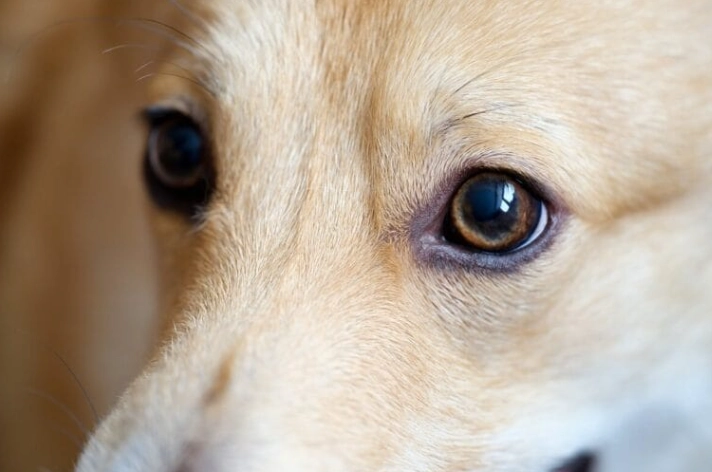 狗眼睛發炎症狀 狗眼睛發炎症狀