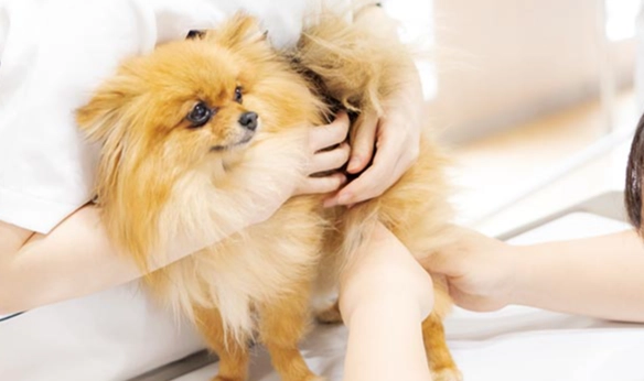 狗尿血怎麼辦 狗尿血怎麼辦