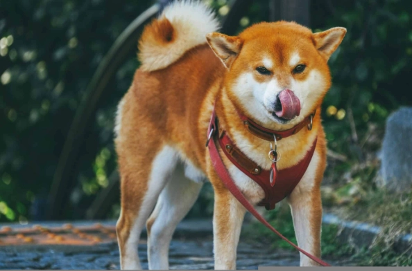 狗狗可以吃甜椒嗎 狗狗可以吃甜椒嗎
