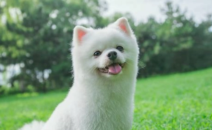 狗狗大便黑色原因 狗狗大便黑色原因