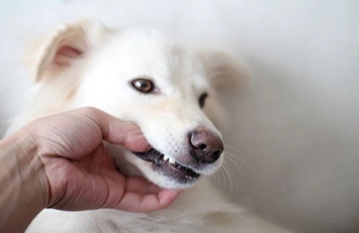 狗狗牙痛症狀 狗狗牙痛症狀