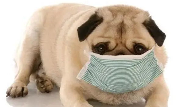 狗狗乾嘔治療 狗狗乾嘔治療