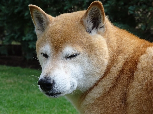 小型犬氣管問題
