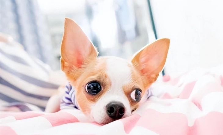 安靜小型犬品種 安靜小型犬品種