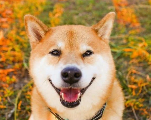 狗狗眼睛護理 狗狗眼睛護理