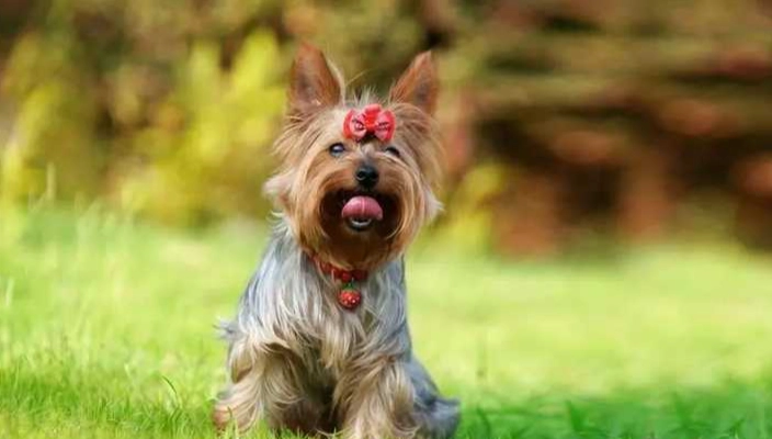 小型犬不叫訓練 小型犬不叫訓練