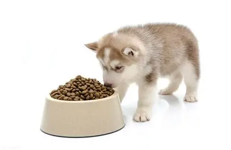 狗狗益生菌過量 狗狗益生菌過量