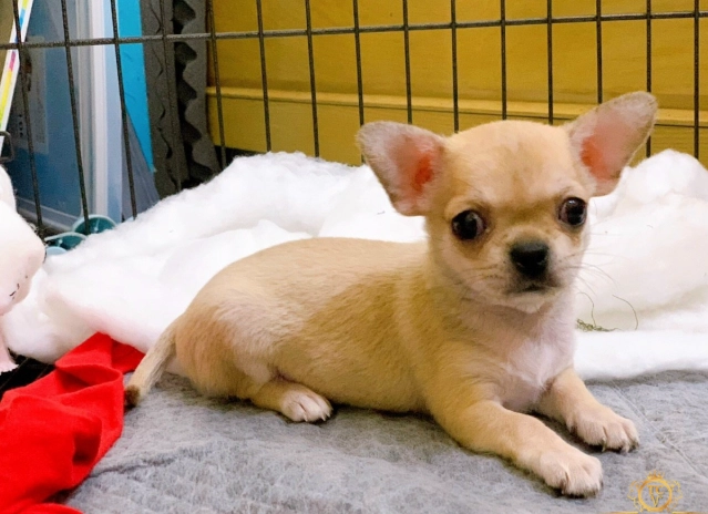 幼犬照顧注意事項 幼犬照顧注意事項
