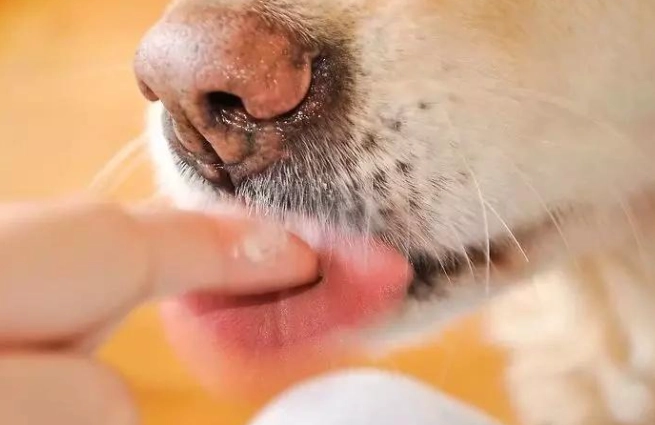 狗狗口腔護理 狗狗口腔護理