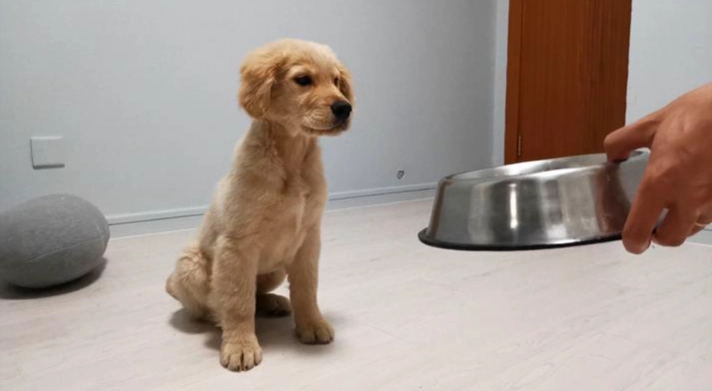 狗狗分離焦慮 狗狗分離焦慮