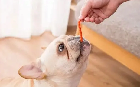 狗狗分離焦慮 狗狗分離焦慮