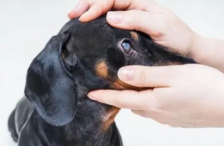 狗狗視力衰退 狗狗視力衰退