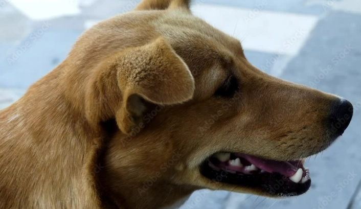 狗狗腸胃出血症狀 狗狗腸胃出血症狀