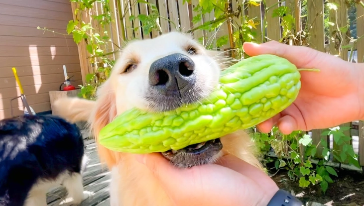 狗可以吃什麼蔬菜 狗可以吃什麼蔬菜