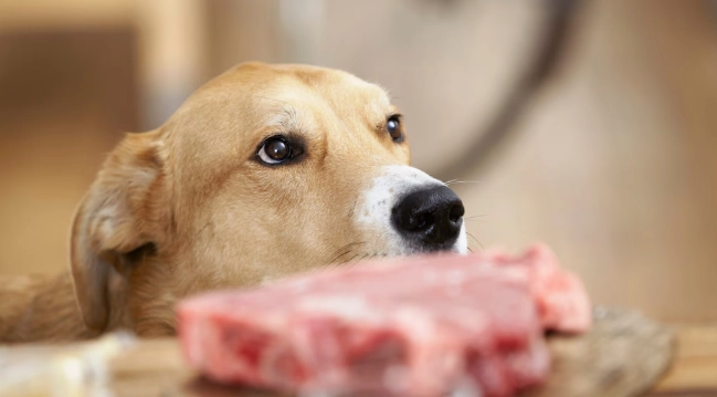 狗狗肉類選擇