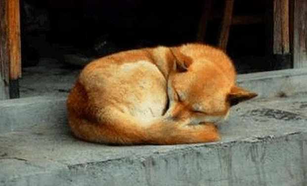狗狗等待主人 狗狗等待主人