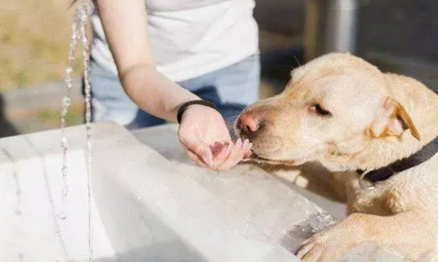 狗狗吐水預防 狗狗吐水預防