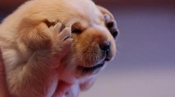 狗狗呼嚕治療 狗狗呼嚕治療