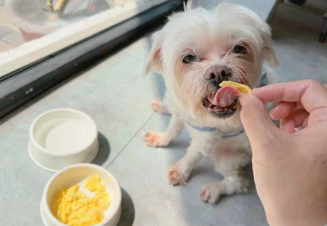 狗狗吃炒蛋 狗狗吃炒蛋