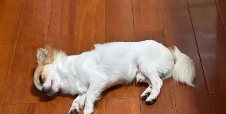狗狗睡覺姿勢 狗狗睡覺姿勢