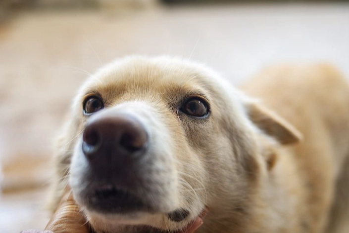 狗狗腸胃炎照護 狗狗腸胃炎照護