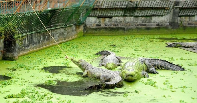 不一樣鱷魚生態農場 不一樣鱷魚生態農場