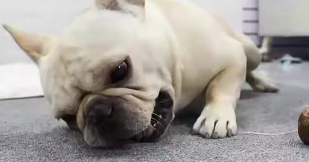 狗狗焦慮症狀 狗狗焦慮症狀