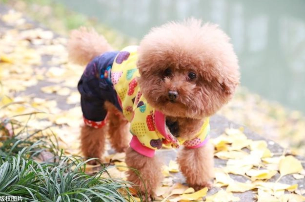 貴賓犬體重管理 貴賓犬體重管理