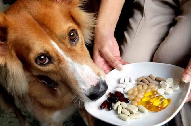 狗狗食慾促進劑風險