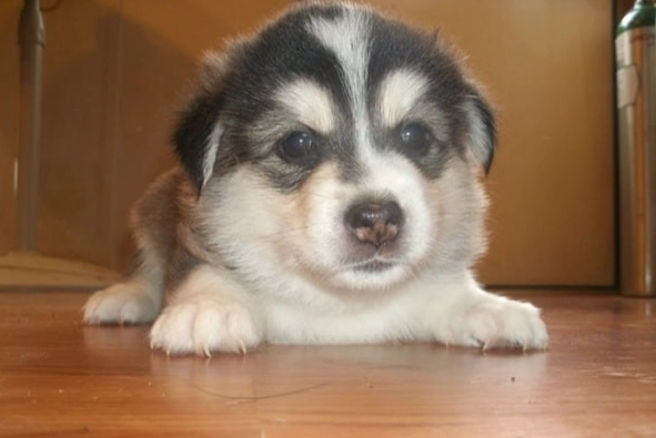 犬種介紹
