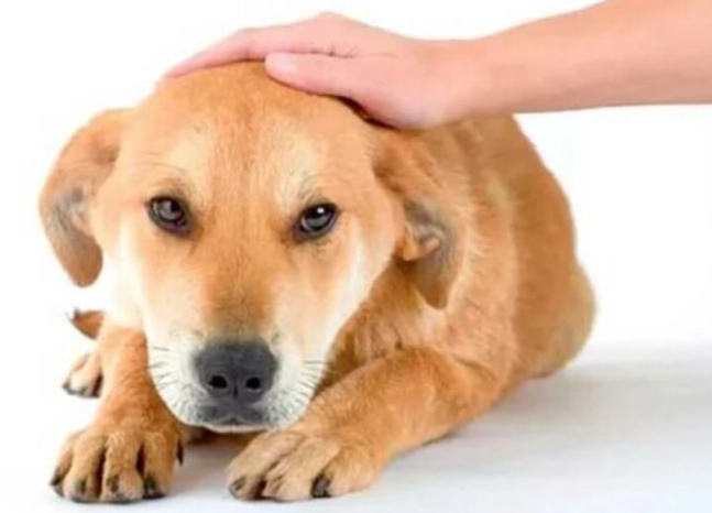 狗狗疼痛表現 狗狗疼痛表現