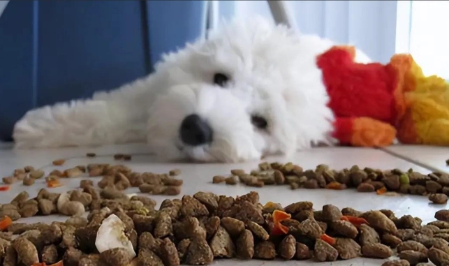 寵物嘔吐處理 寵物嘔吐處理