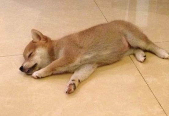 狗四腳朝天睡姿 狗四腳朝天睡姿