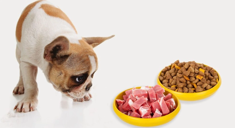 狗飼料蛋白質 狗飼料蛋白質