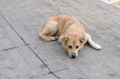 狗狗門口行為 狗狗門口行為