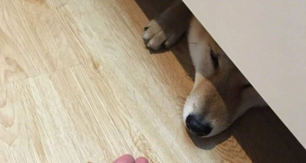 狗狗行為解析 狗狗行為解析