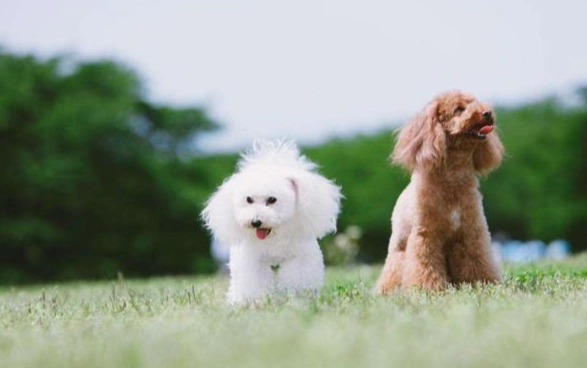 貴賓犬體重管理 貴賓犬體重管理