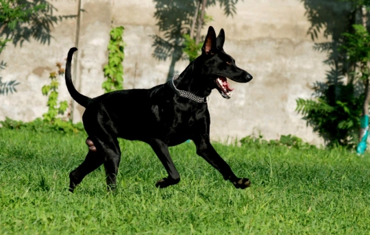 黑狼犬飼養 黑狼犬飼養