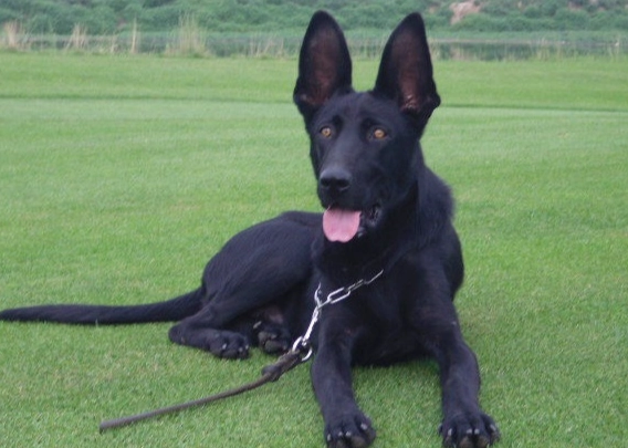 黑狼犬訓練 黑狼犬訓練