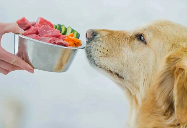 狗蛋白質需求 狗蛋白質需求